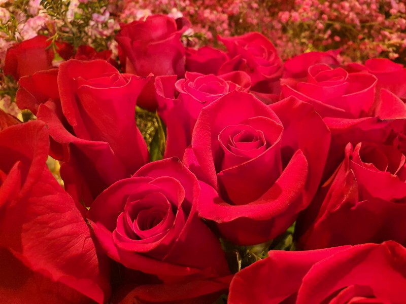 Bouquet de rose rouge au jardins saint Jérôme au centre ville de Toulouse 